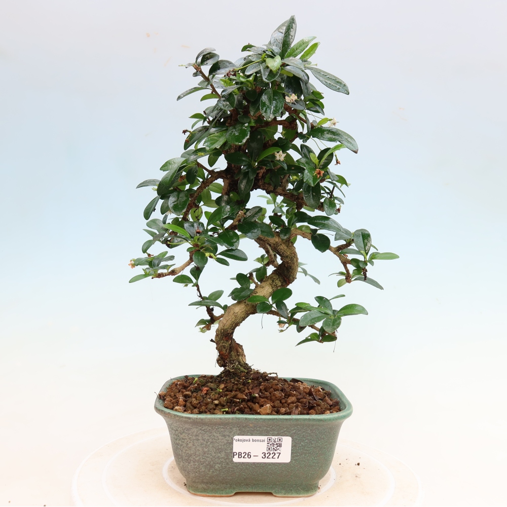 Szobai bonsai - Carmona macrophylla - Tea fuki