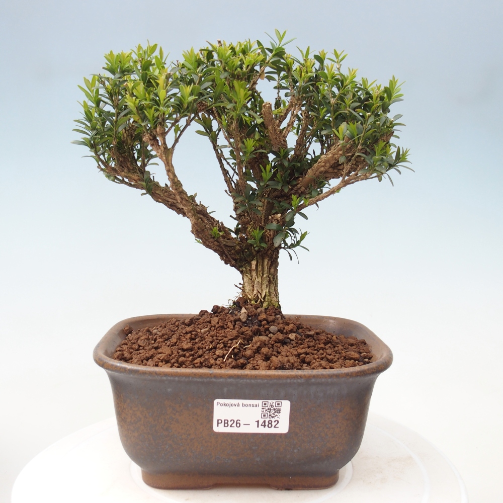 Szobai bonsai - Buxus harlandii - parafa buxus
