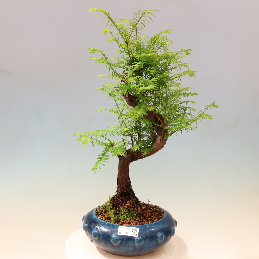 Kültéri bonsai - Metasequoia glyptostroboides - Kínai metasequoia