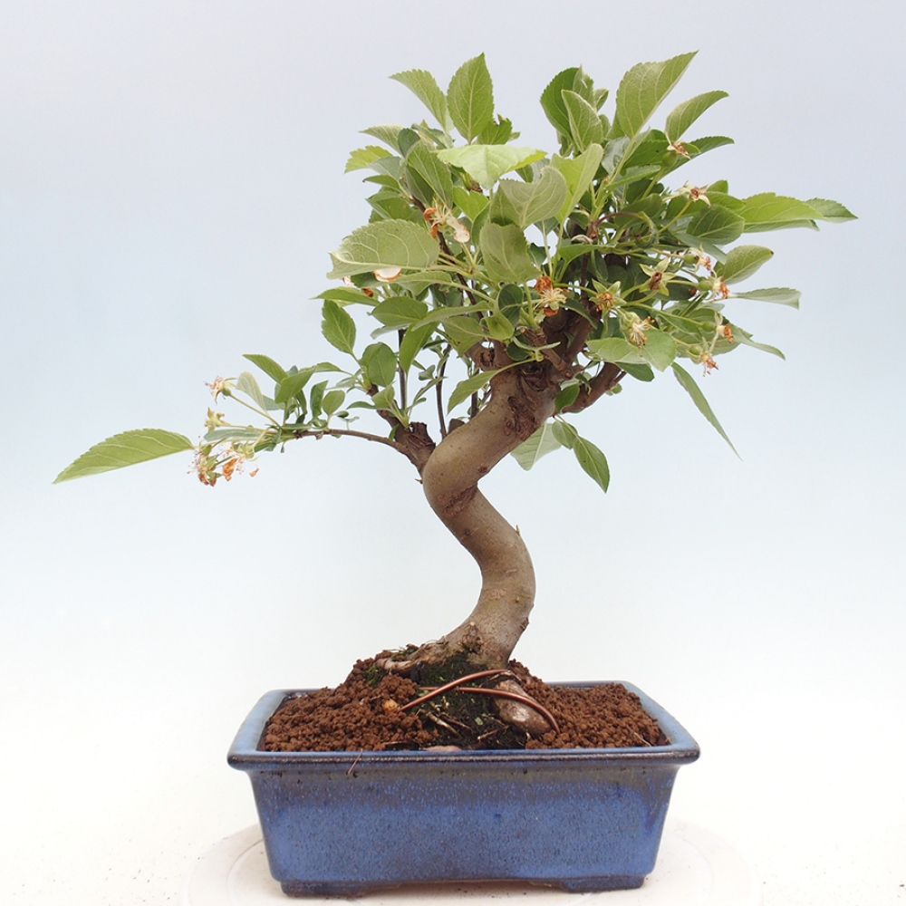 Kültéri bonsai -Malus halliana - Kis gyümölcsű almafa