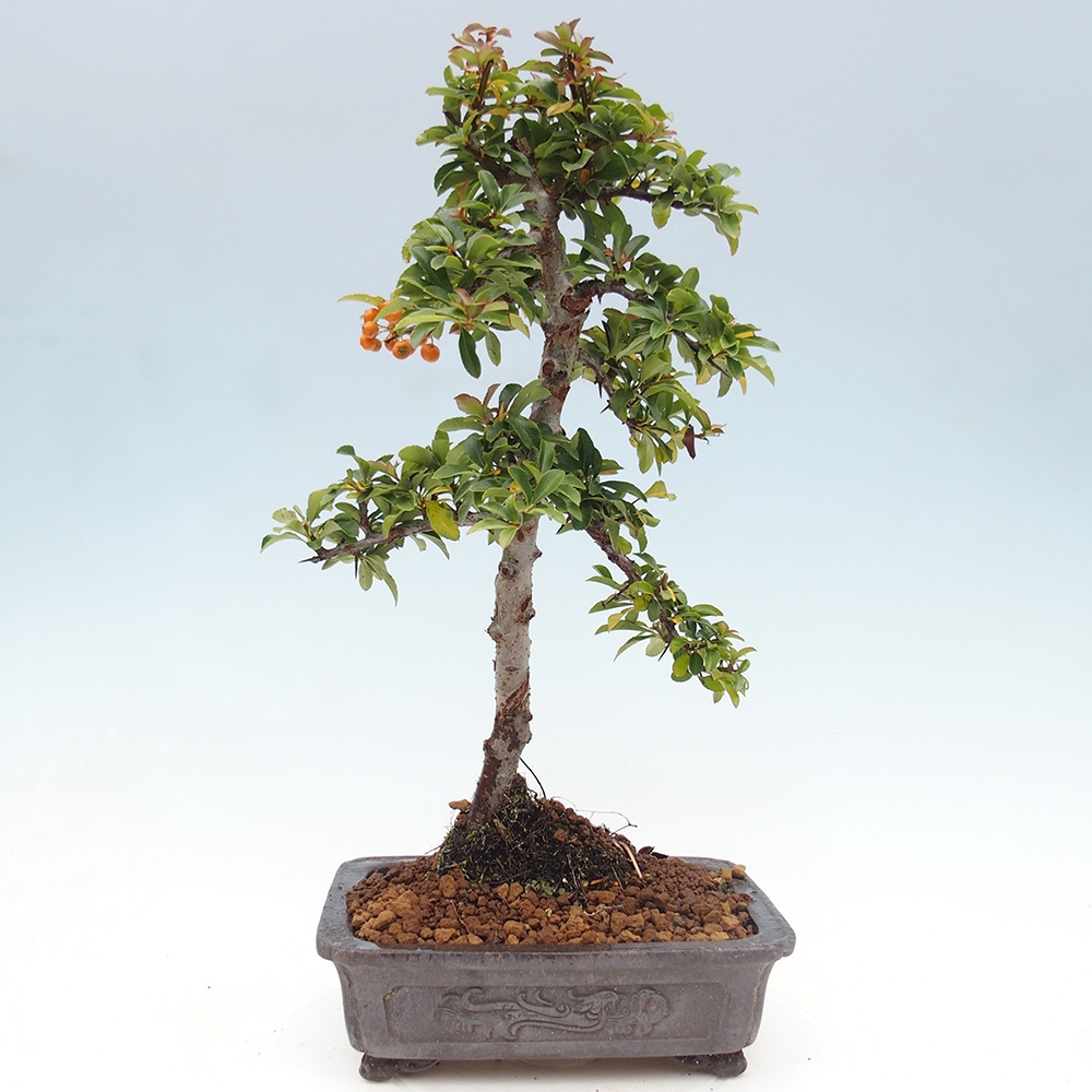 Kültéri bonsai-Pyracantha Teton - Hlox