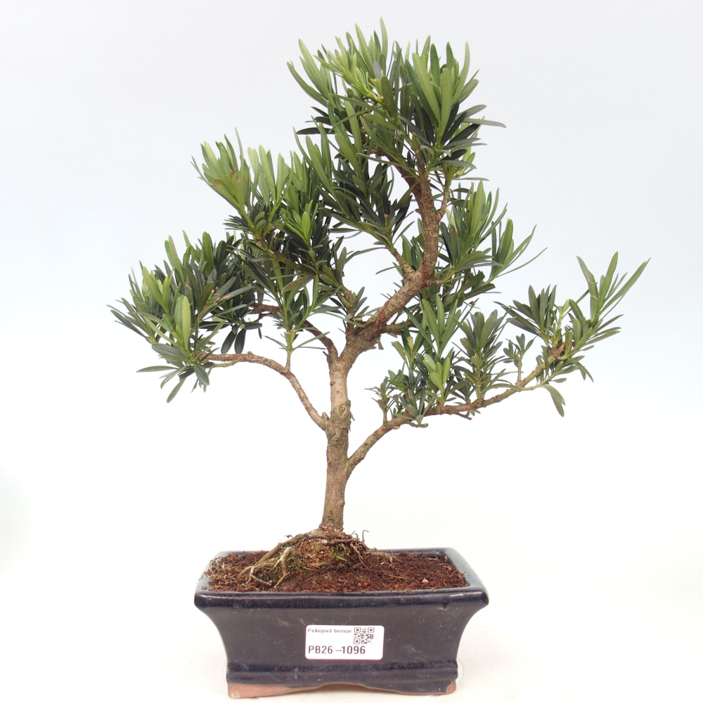 Szobai bonsai - Podocarpus - Kőtiszafa