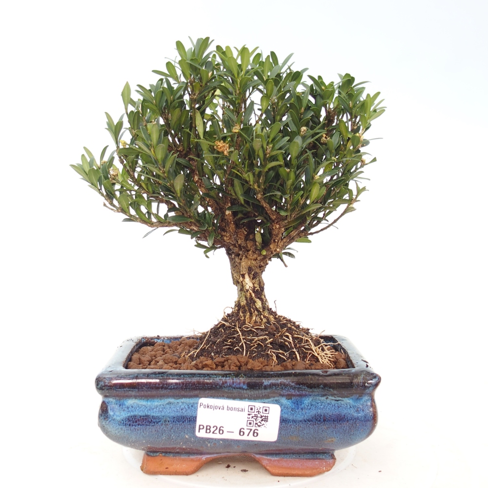 Szobai bonsai - Buxus harlandii - parafa buxus