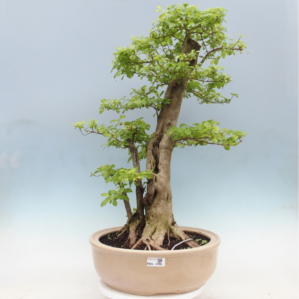 Szobai bonsai - Duranta erecta Aurea - CSAK SZEMÉLYES Begyűjtés vagy raklapos szállítás