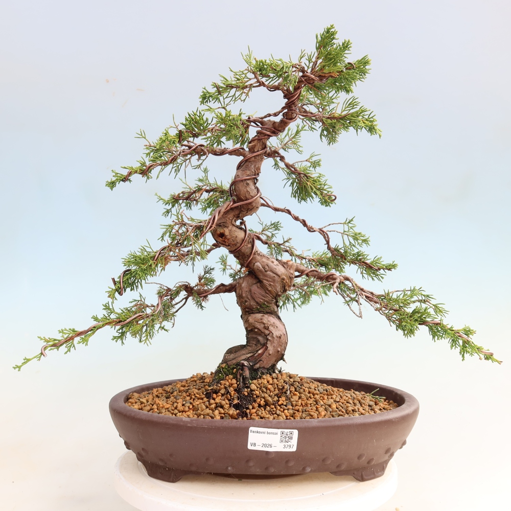 Kültéri bonsai - Juniperus chinensis Itoigawa-Juniperus chinensis