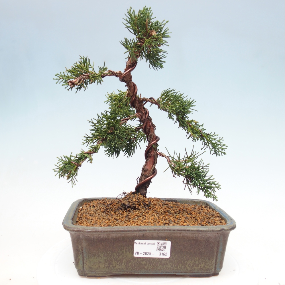 Kültéri bonsai - Juniperus chinensis Kishu