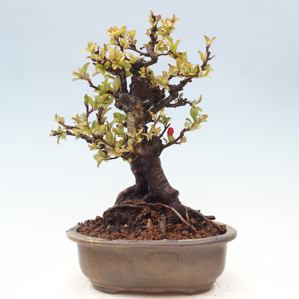 Kültéri bonsai - Chaneomeles speciosa - birs