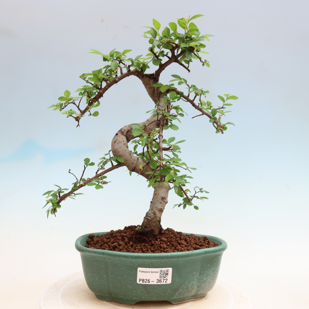 Szobai bonsai - Ulmus parvifolia - Kislevelű szilfa