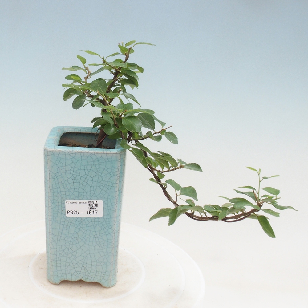 Beltéri bonsai - Grewia occidentalis - Levendula csillaghal