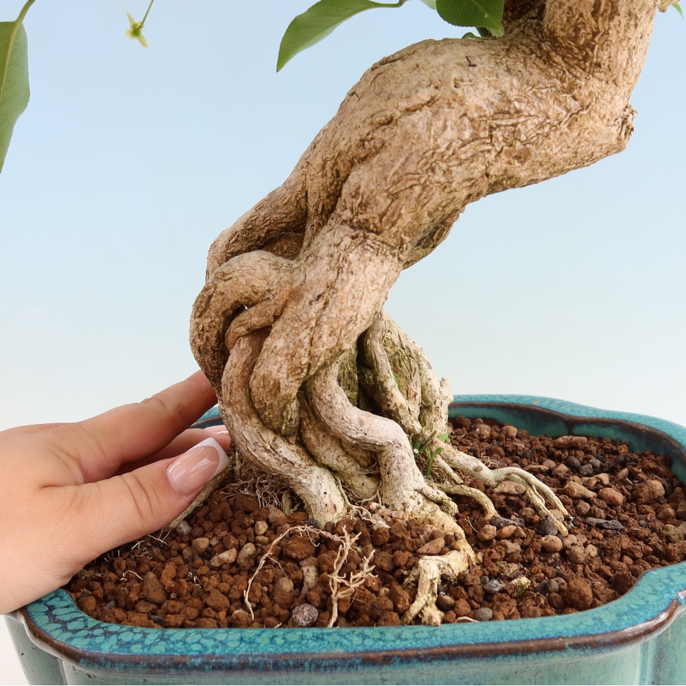 Kültéri bonsai - európai szil - euonimus