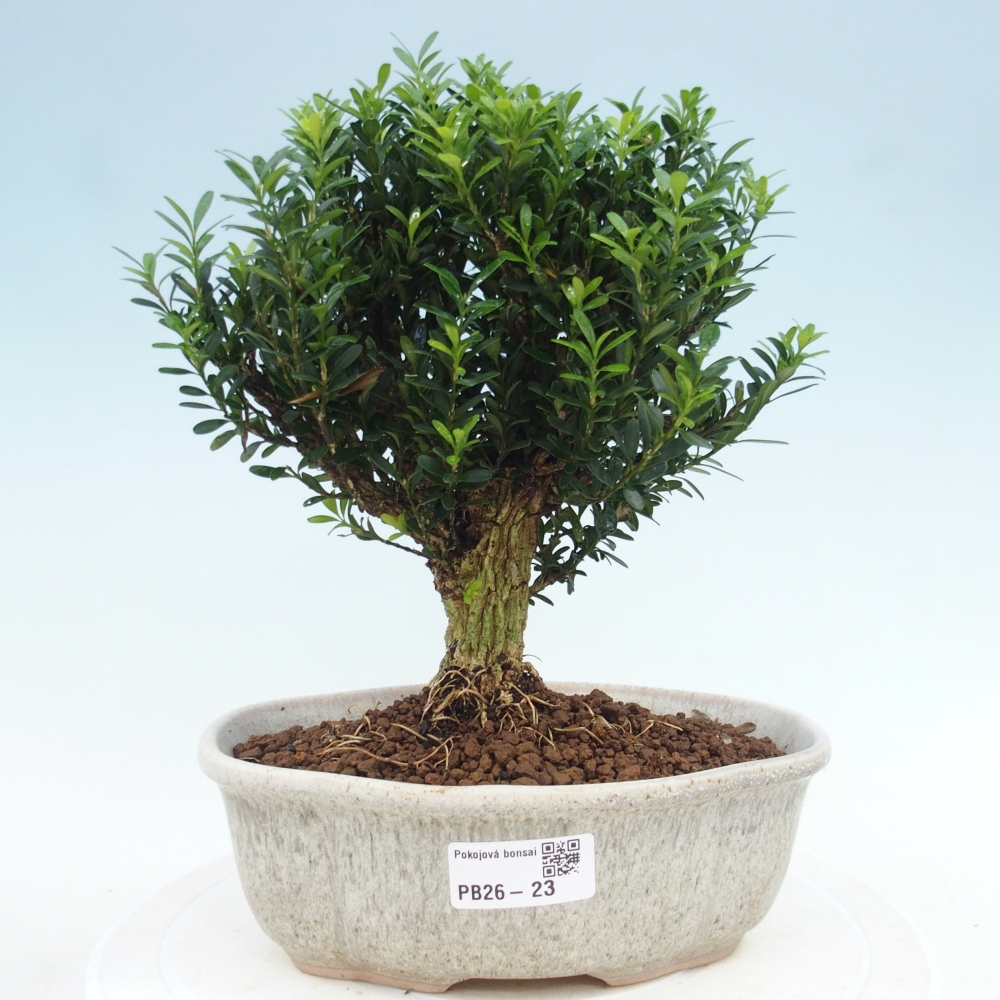 Szobai bonsai - Buxus harlandii - parafa buxus