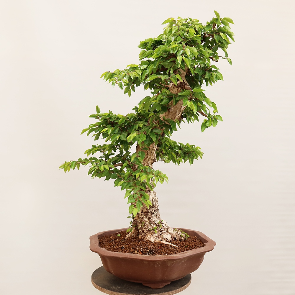 Kültéri bonsai -Carpinus Coreana - Koreai gyertyánfa