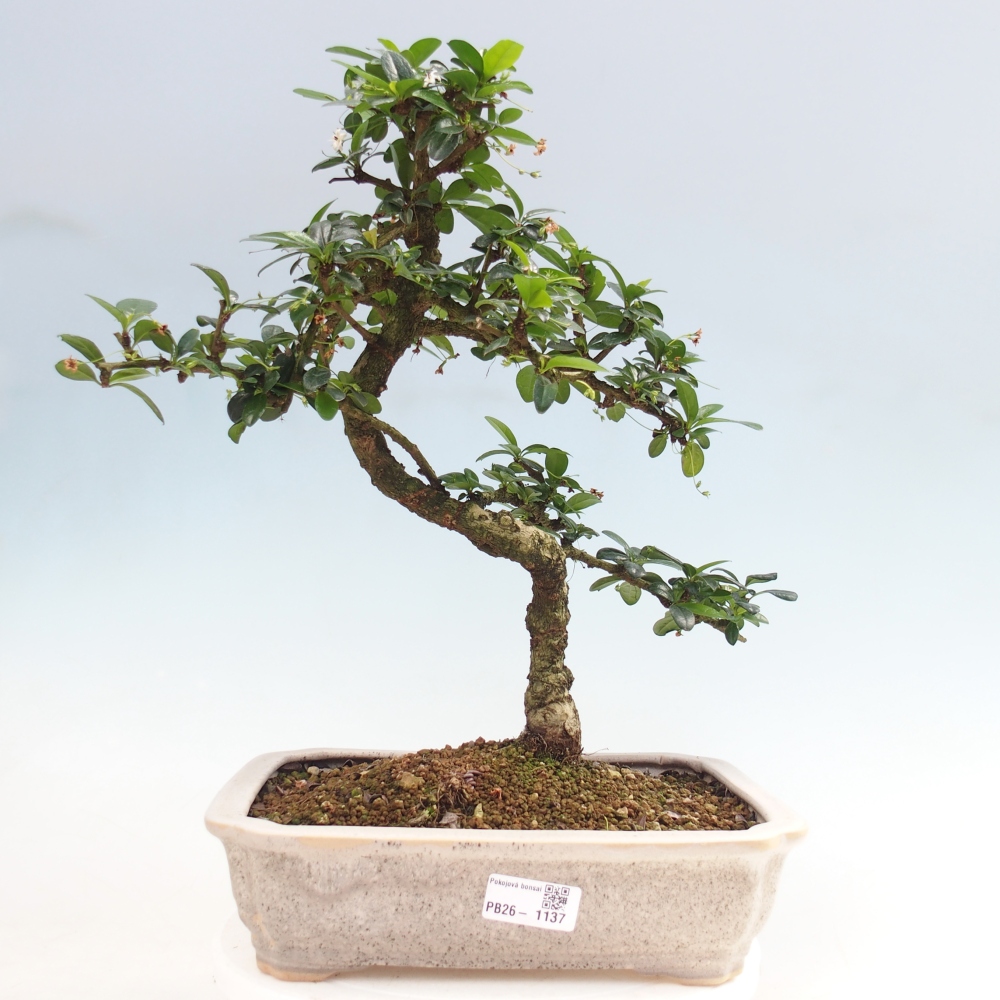 Szobai bonsai - Carmona macrophylla - Tea fuki