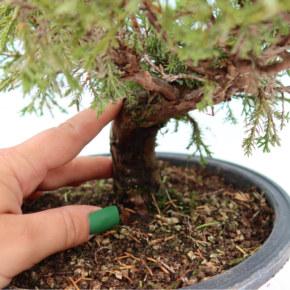 Kültéri bonsai - Juniperus chinensis Itoigawa-Juniperus chinensis