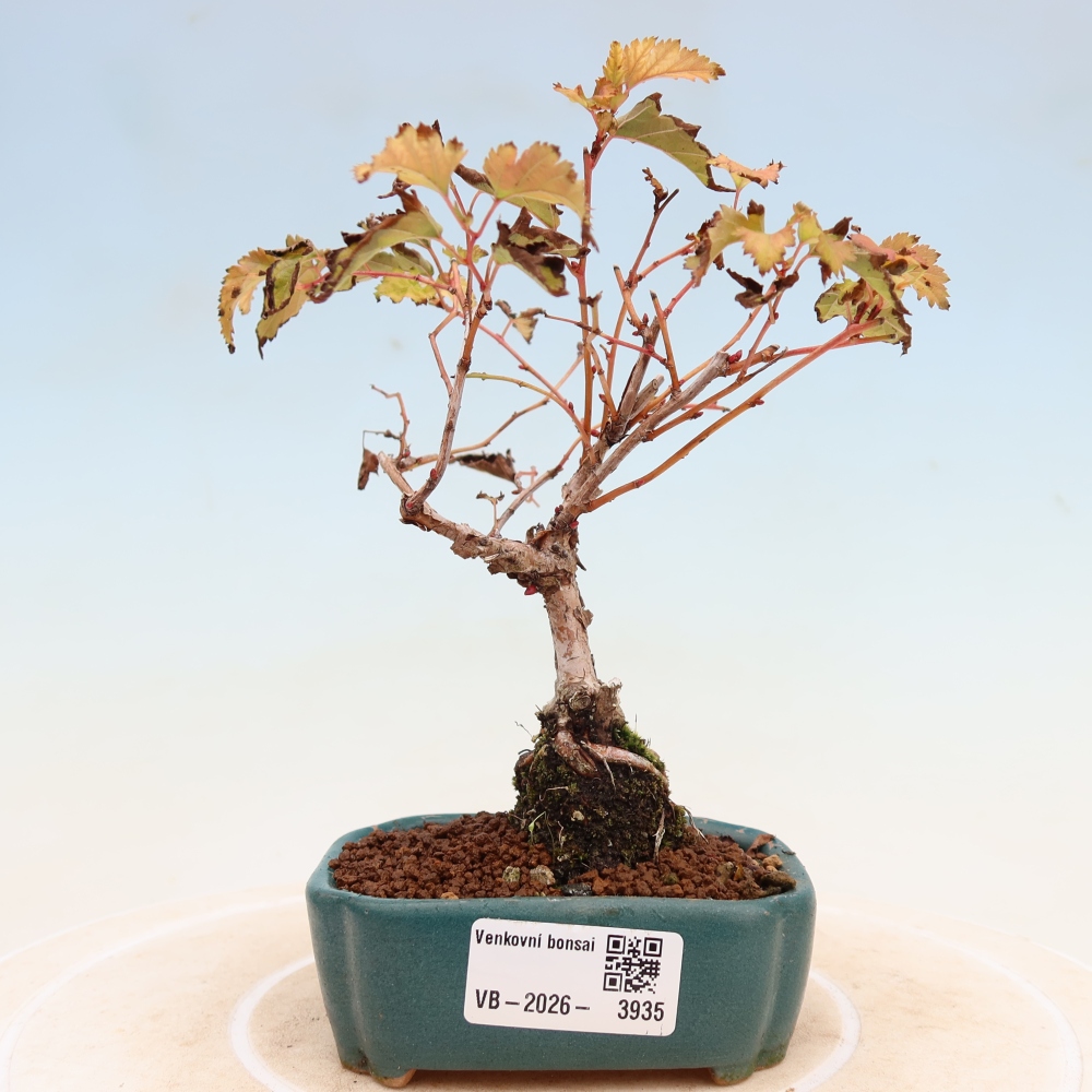 Kültéri bonsai – Stephanandra incisa – Hajlított koronás