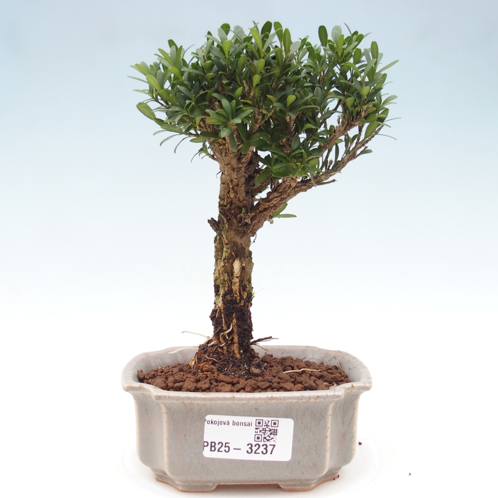 Szobai bonsai - Buxus harlandii - parafa buxus
