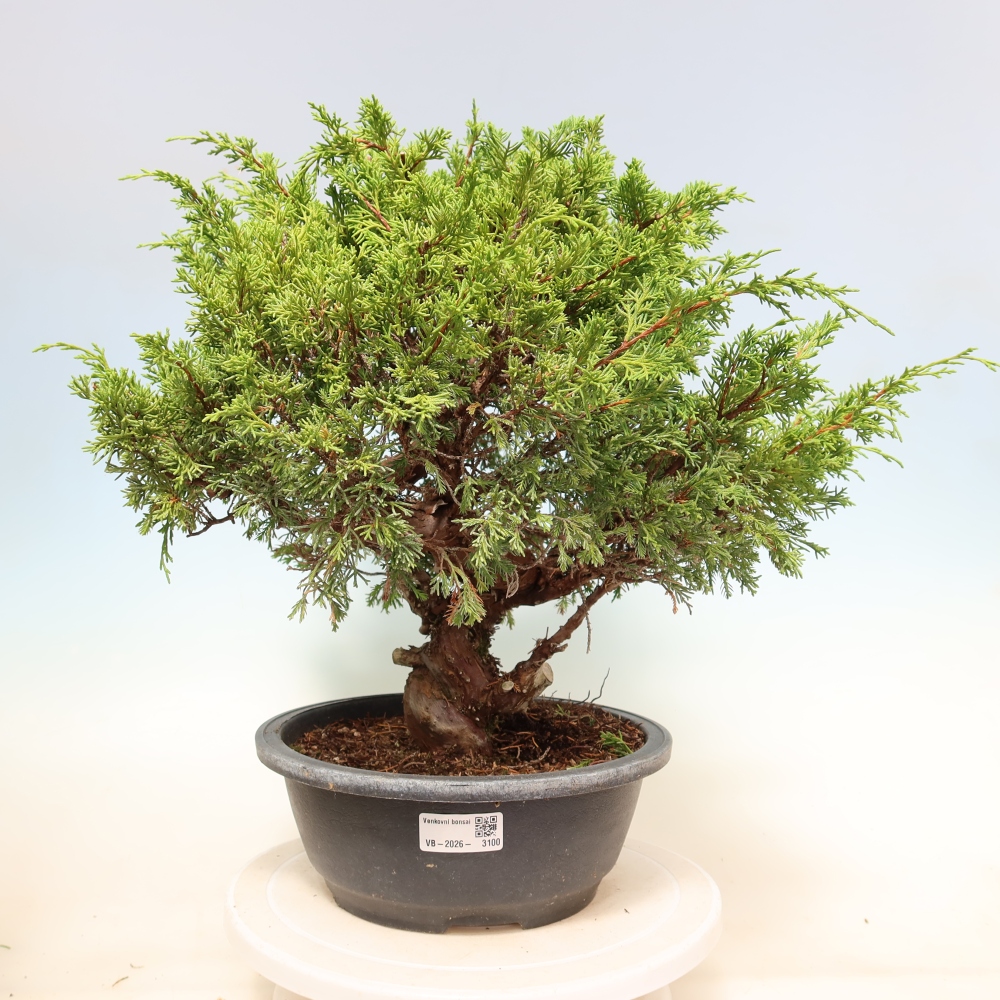 Kültéri bonsai - Juniperus chinensis Itoigawa-Juniperus chinensis