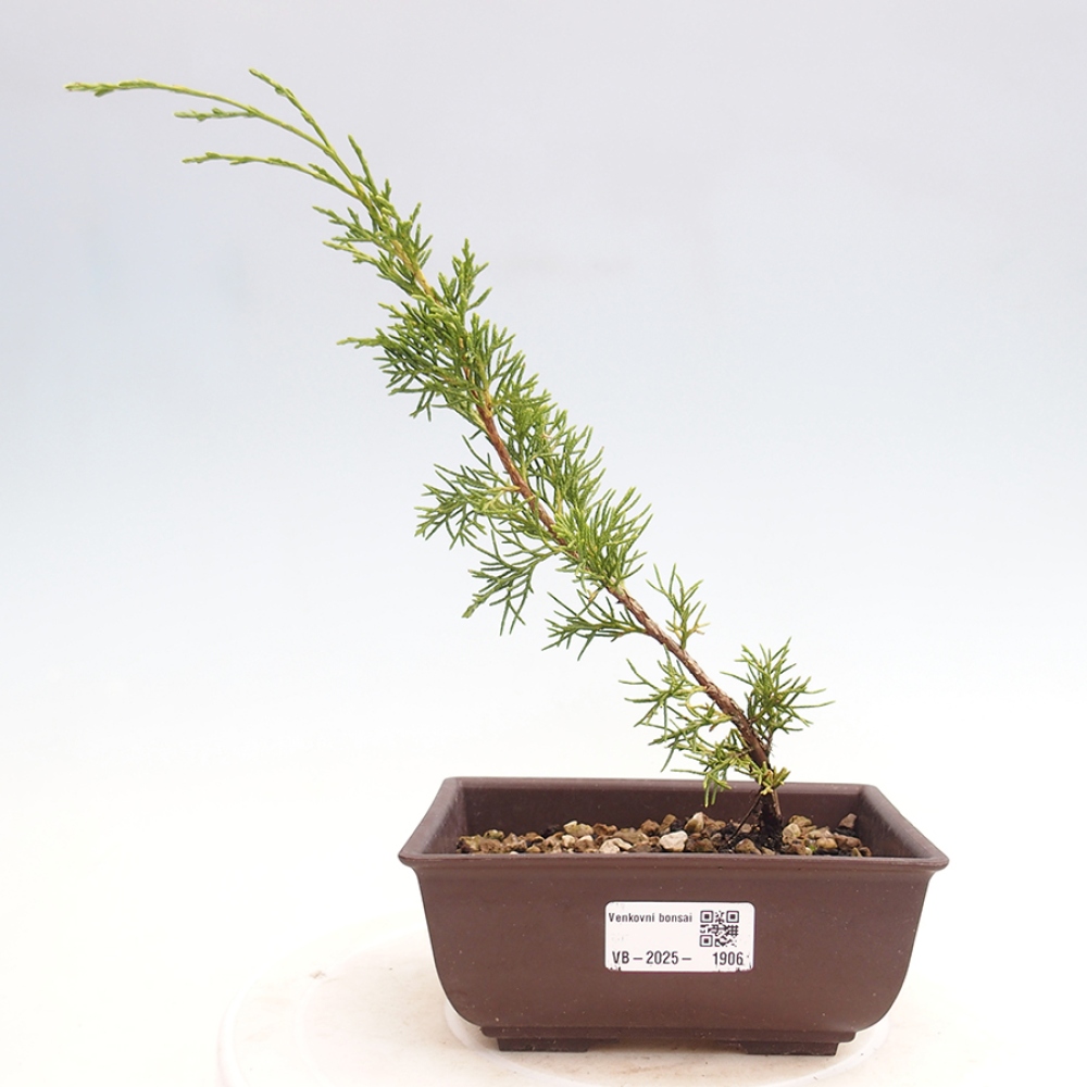 Kültéri bonsai - Juniperus chinensis Itoigawa