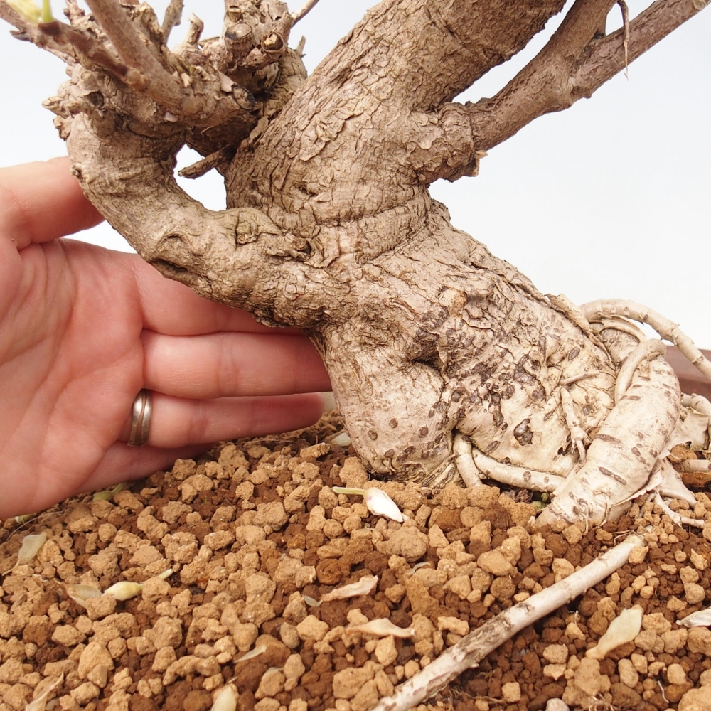 Kültéri bonsai - Vistaria - Wisteria