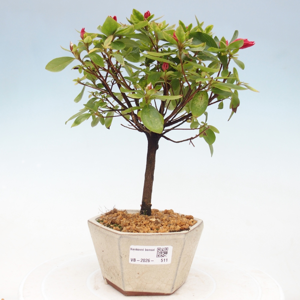 Kültéri bonsai - japán azálea - Azalea sp.