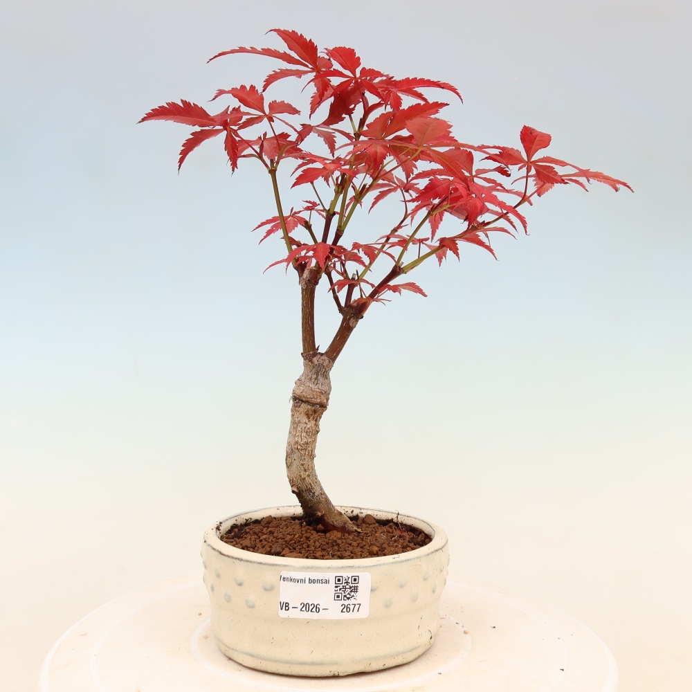 Kültéri bonsai - Acer pálma. Atropurpureum-Javor palmate