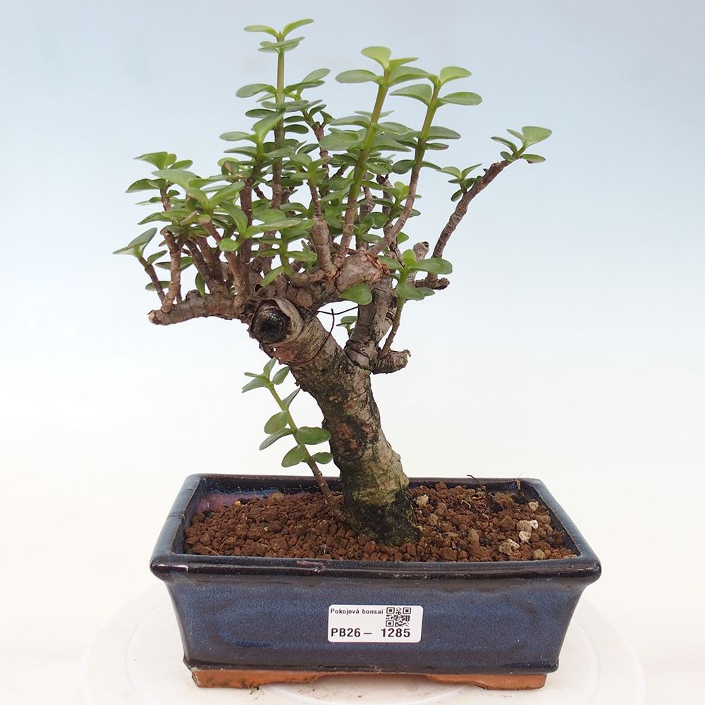 Szoba bonsai - Portulakaria Afra - Tlustice