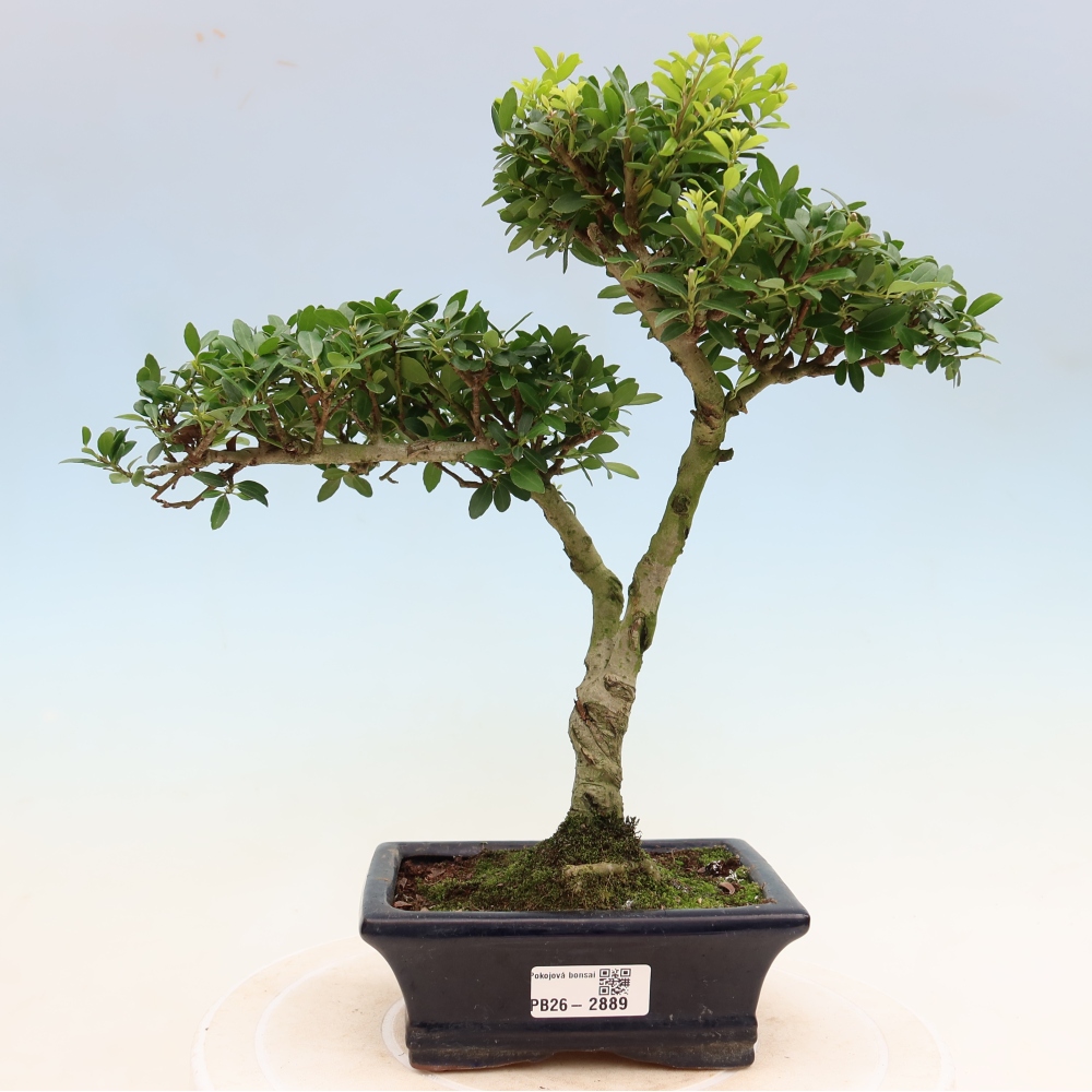 Szobai bonsai - Ilex crenata - Holly