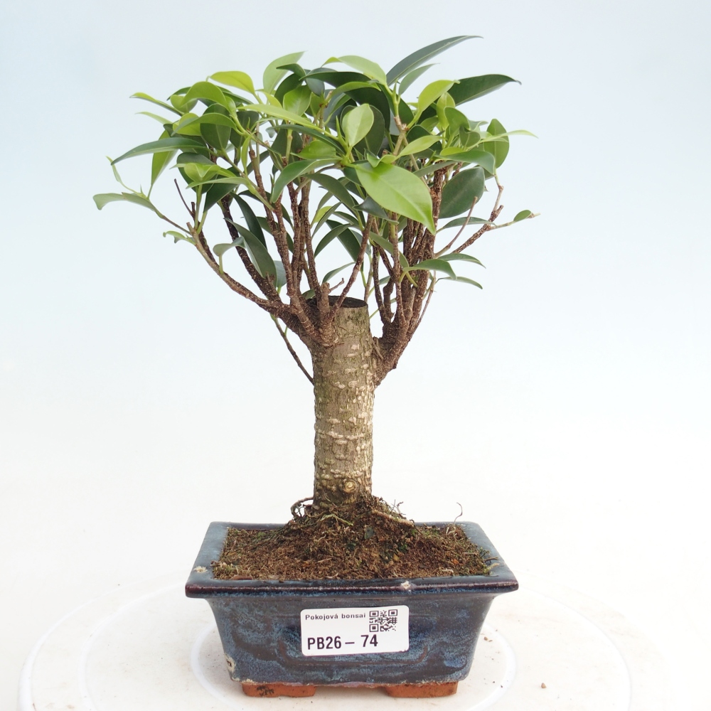 Szoba bonsai Ficus retusa kimmen