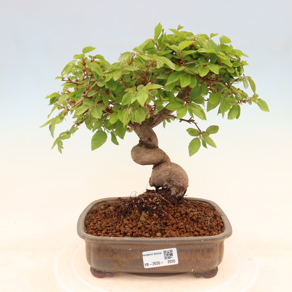 Kültéri bonsai -Carpinus Coreana - Koreai gyertyánfa