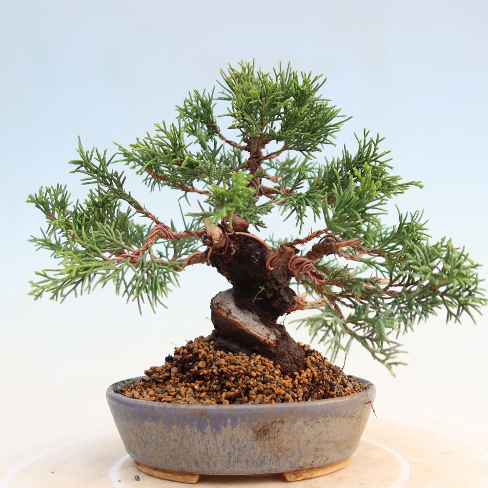 Kültéri bonsai - Juniperus chinensis Itoigawa