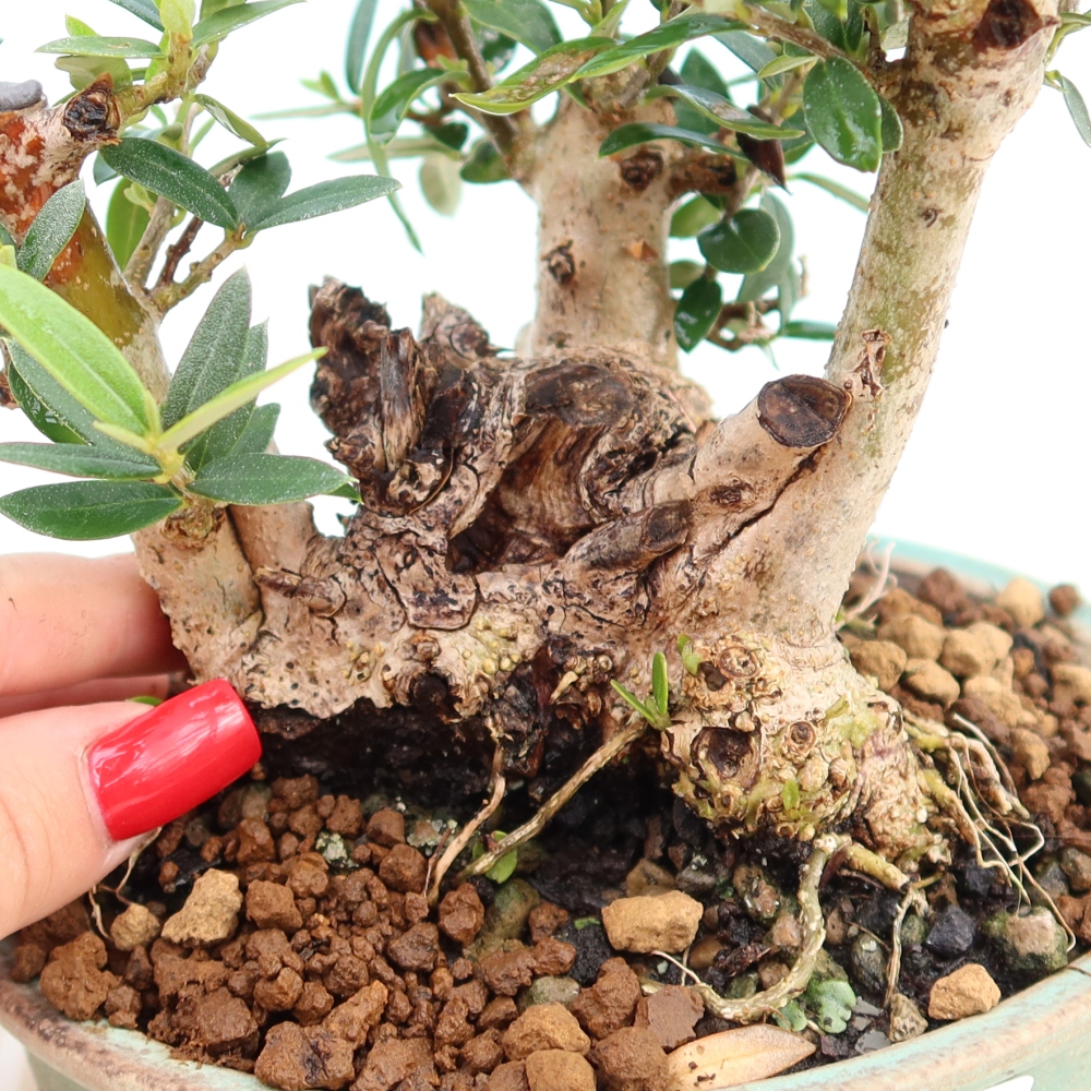 Beltéri bonsai - Olea europaea sylvestris