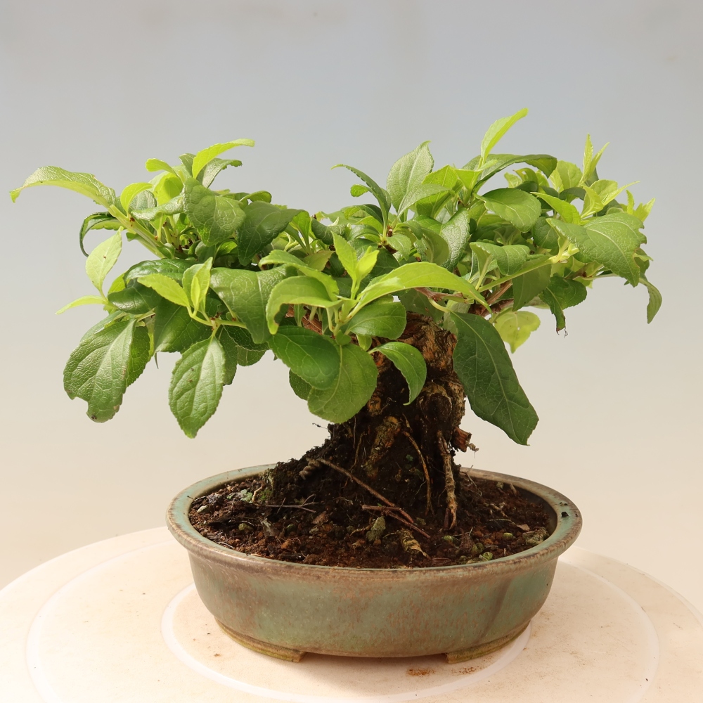 Kültéri bonsai - Celastrus orbiculatus