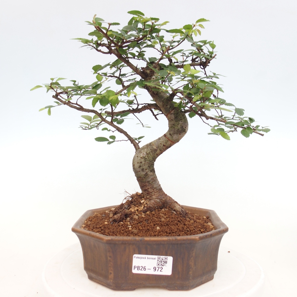Szobai bonsai - Ulmus parvifolia - Kislevelű szilfa