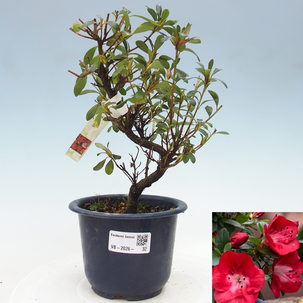 Kültéri bonsai - Japán azálea - Azalea Benibeni