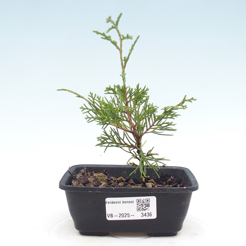 Kültéri bonsai - Juniperus chinensis Itoigawa