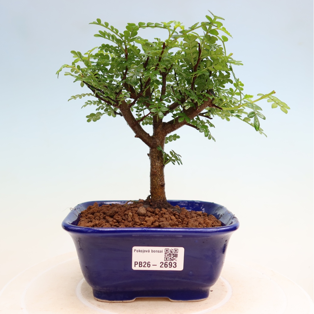 Szobai bonsai - Zantoxylum piperitum - borsfa