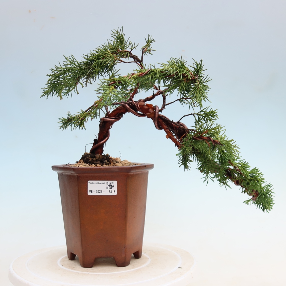 Kültéri bonsai - Juniperus chinensis Kishu