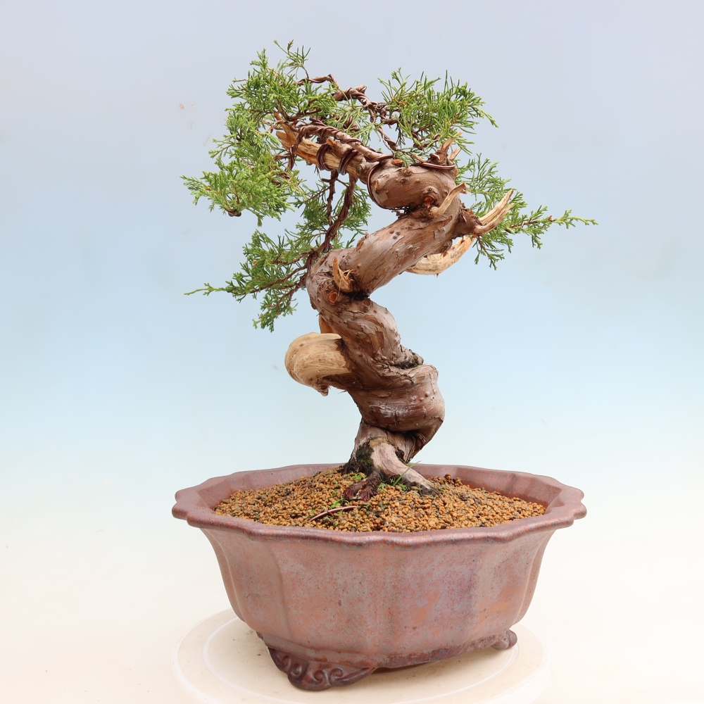 Kültéri bonsai - Juniperus chinensis Itoigawa-Juniperus chinensis