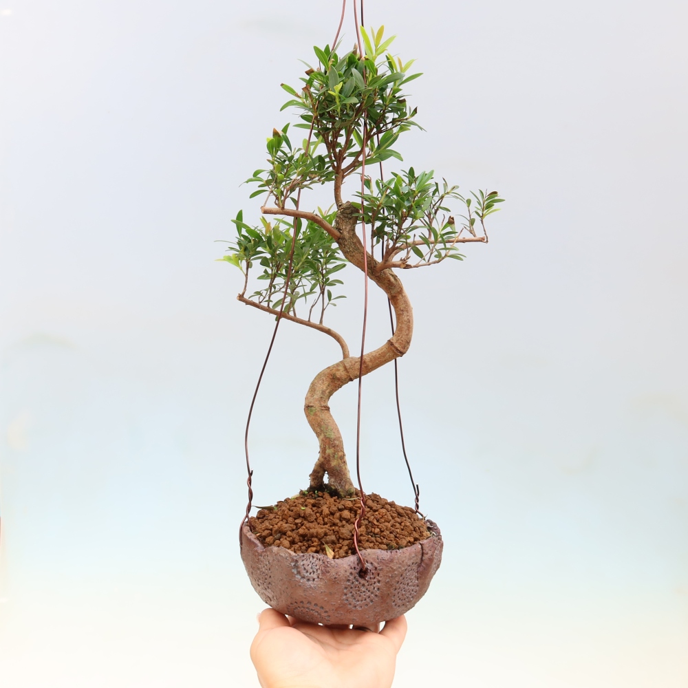 Kokedama kerámiában -Syzygium - Pimento fa