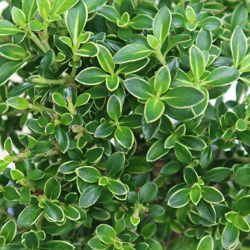 Szobai bonsai - Serissa foetida Variegata - Az ezer csillag fája