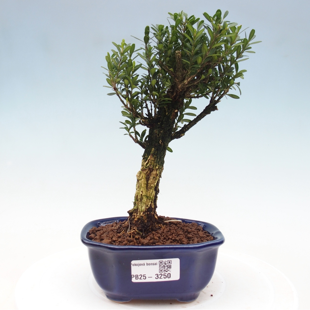 Szobai bonsai - Buxus harlandii - parafa buxus