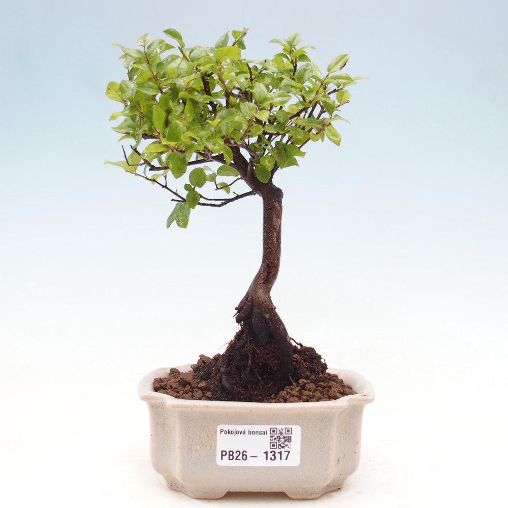 Szobai bonsai - Sageretia thea - Sageretia thea