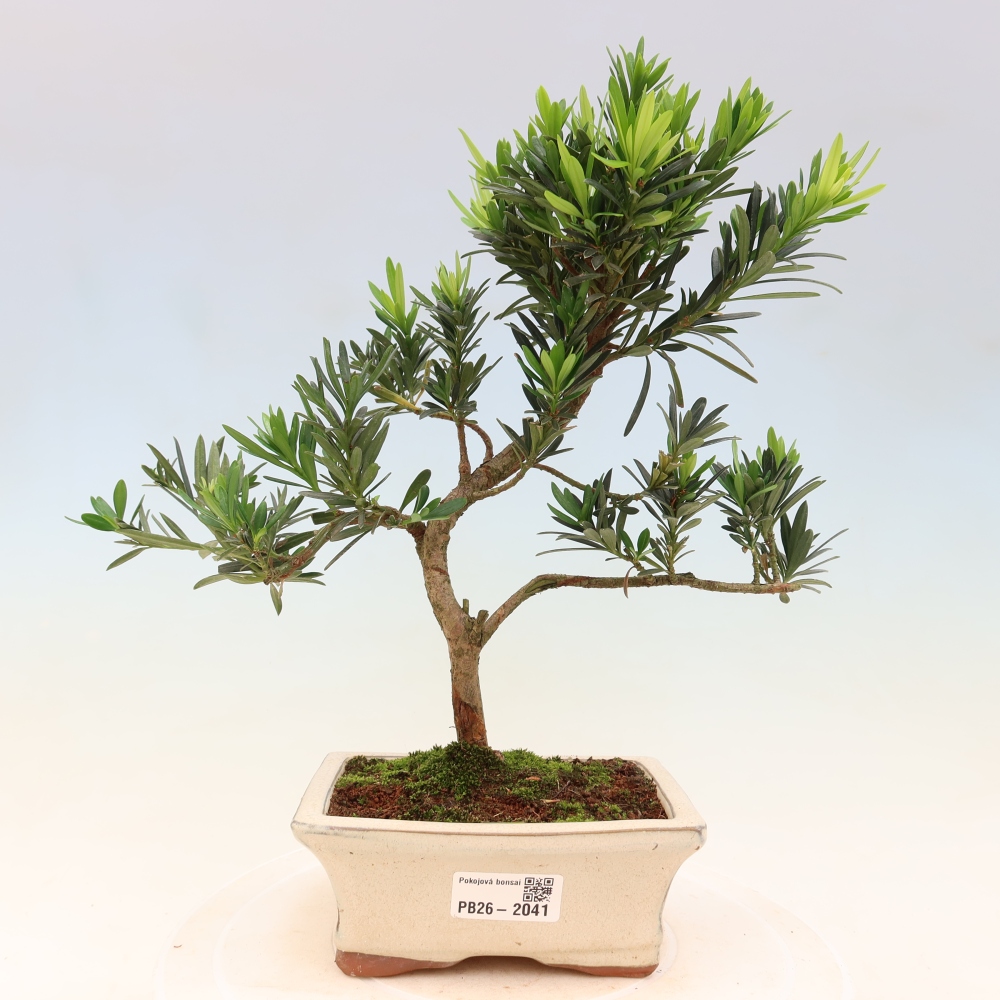 Szobai bonsai - Podocarpus - Kőtiszafa