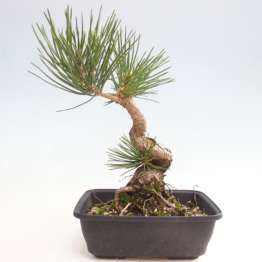 Kültéri bonsai - Pinus thunbergii - Thunberg fenyő
