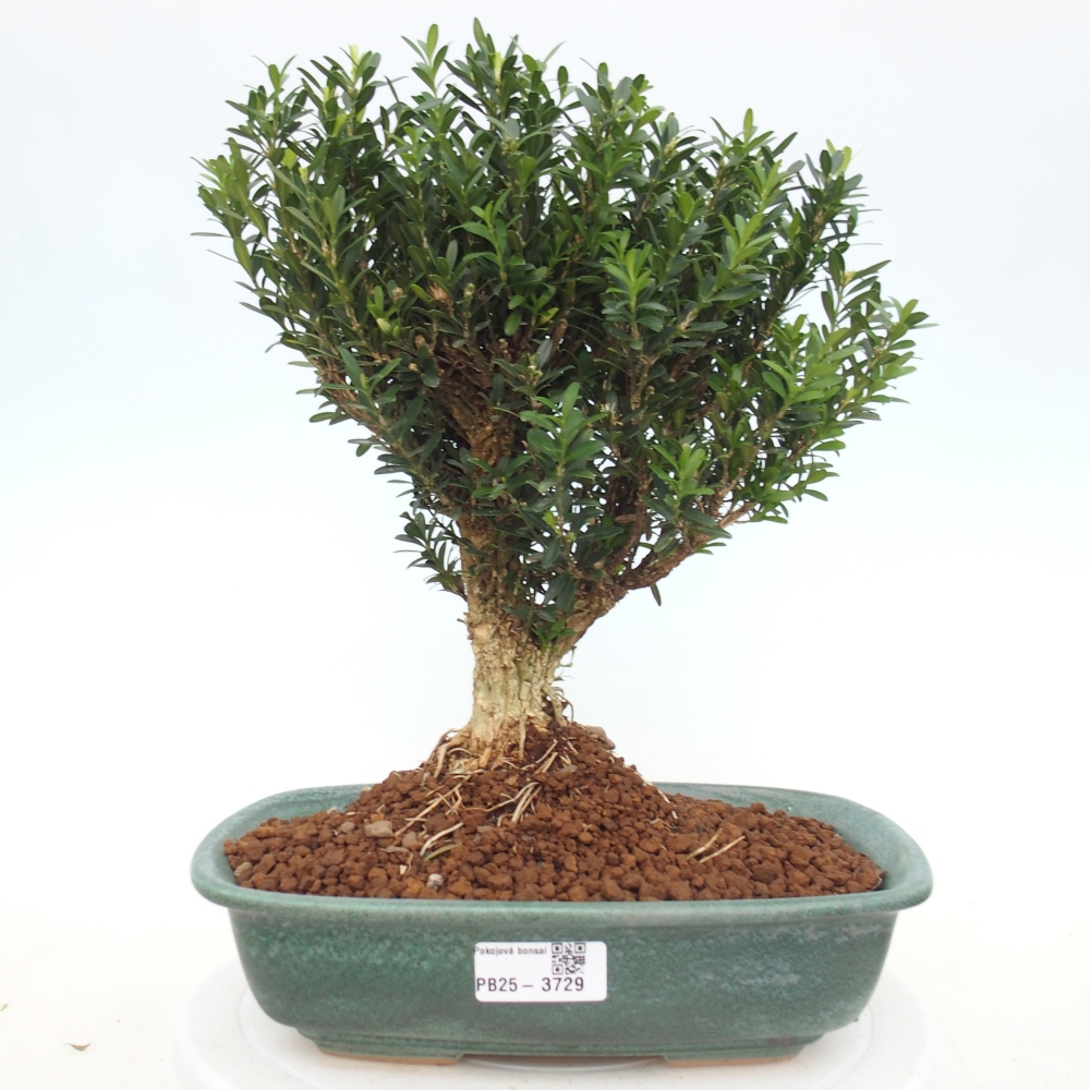 Szobai bonsai - Buxus harlandii - parafa buxus
