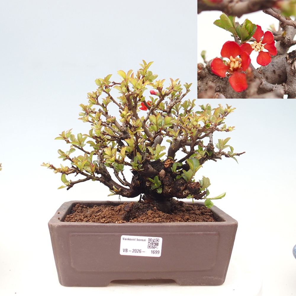 Kültéri bonsai - Chaneomeles speciosa - birs