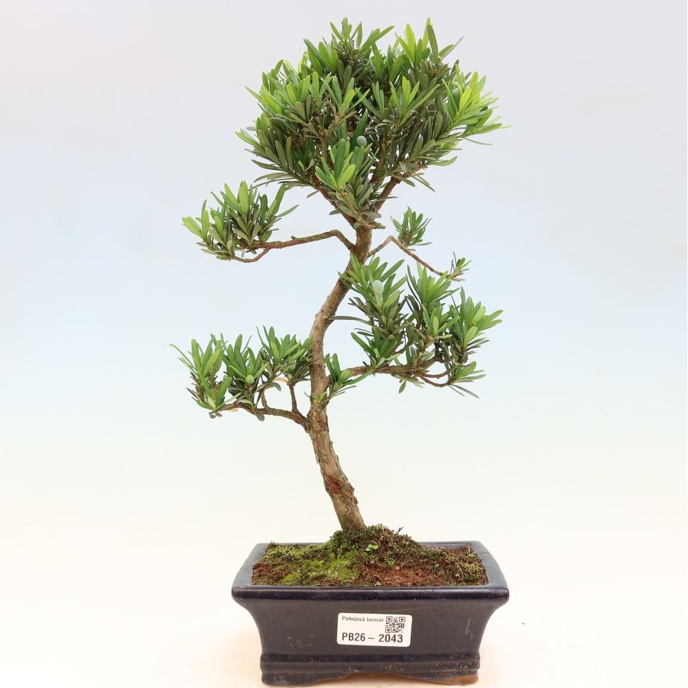 Szobai bonsai - Podocarpus - Kőtiszafa