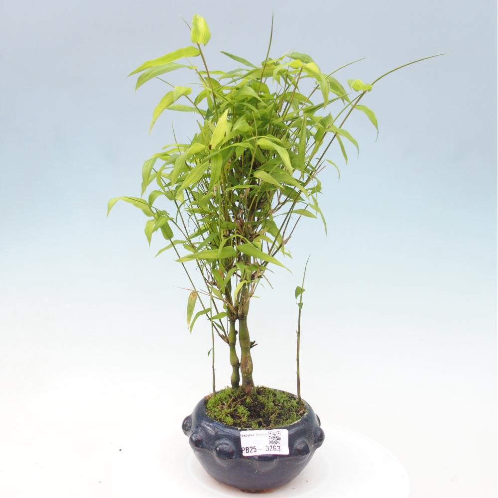 Szoba bonsai - Bambusz budha - Bambusz budha hasa