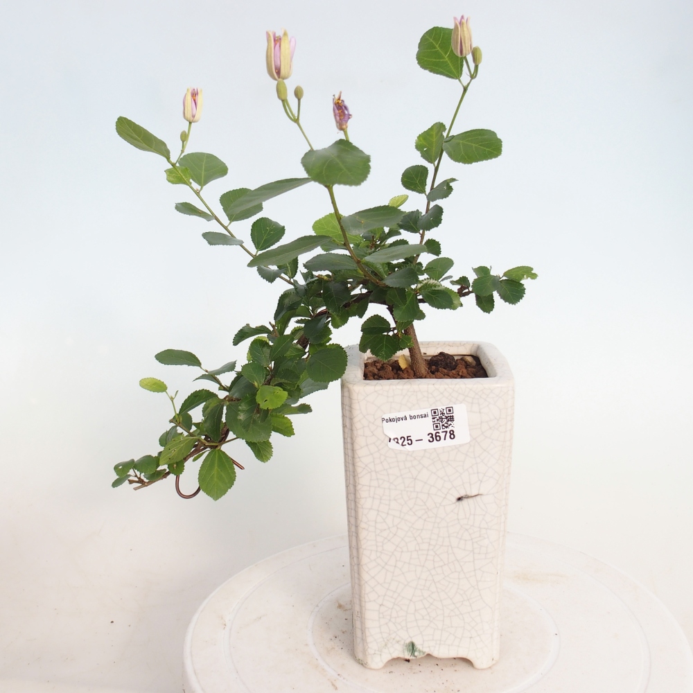 Beltéri bonsai - Grewia occidentalis - Levendula csillaghal