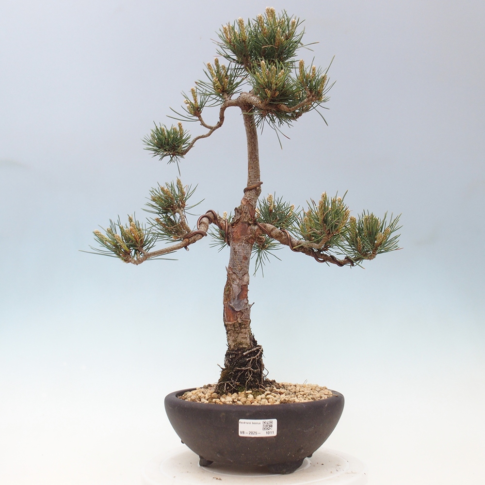 Kültéri bonsai - Pinus Sylvestris Watererri - erdeifenyő